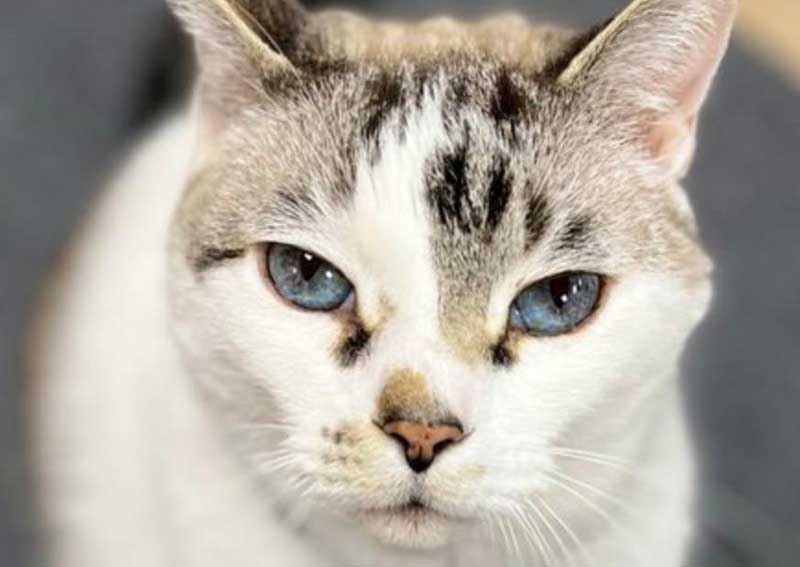 Carousel Slide 5: Cat veterinary care