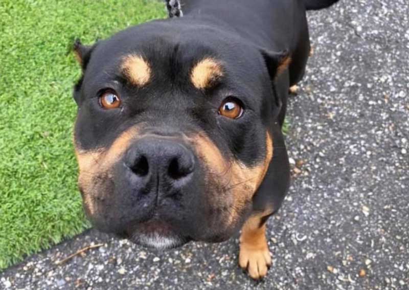 Carousel Slide 3: Dog veterinarians